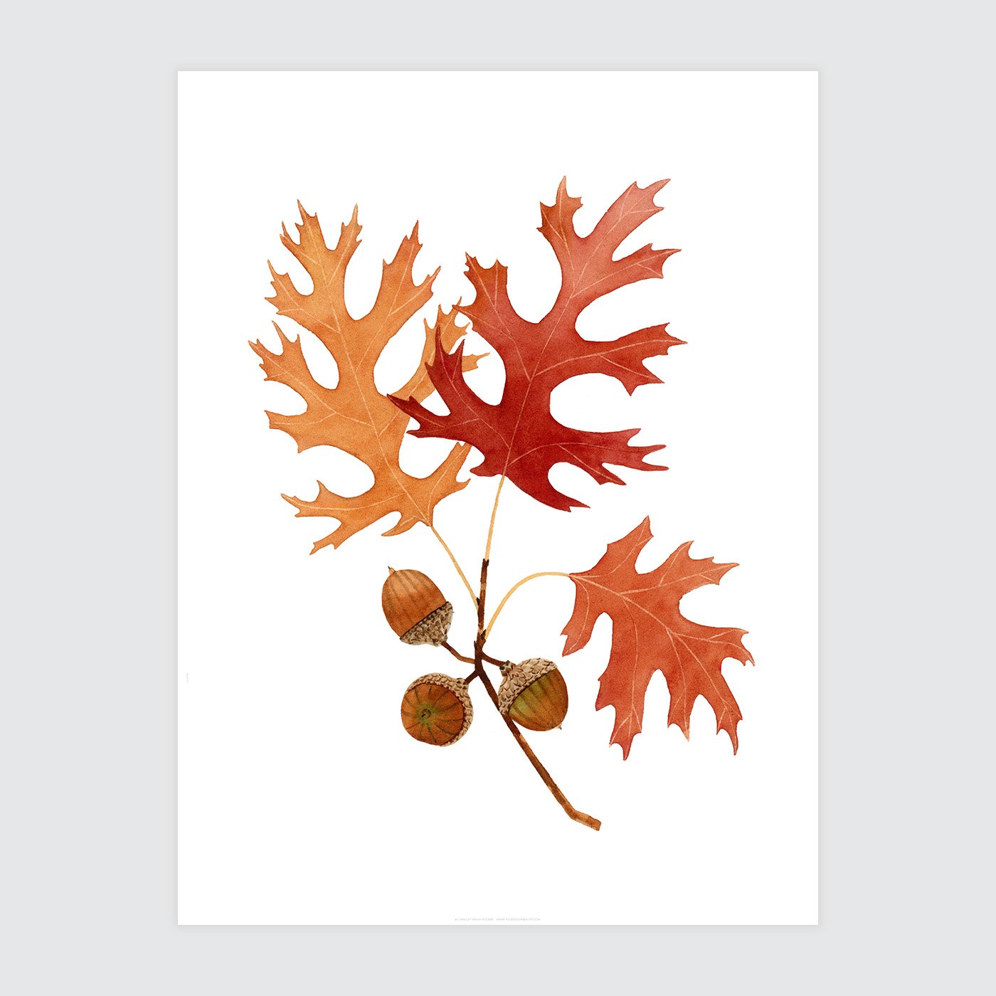 Acorns Print