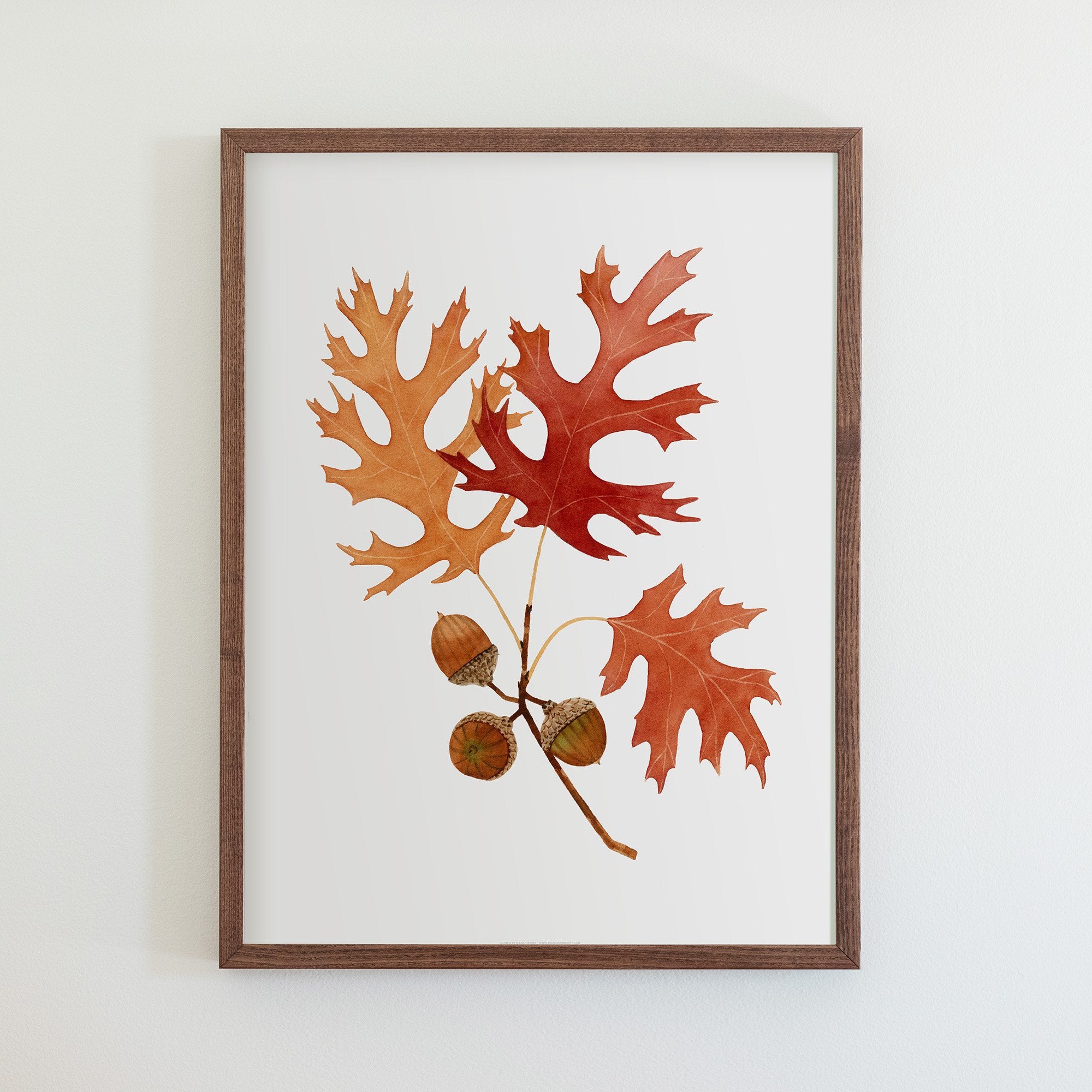 Acorns Print