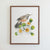 Arizona Cactus Wren Print