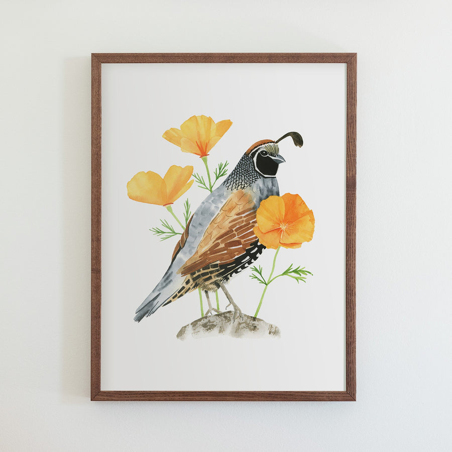 California Quail Print