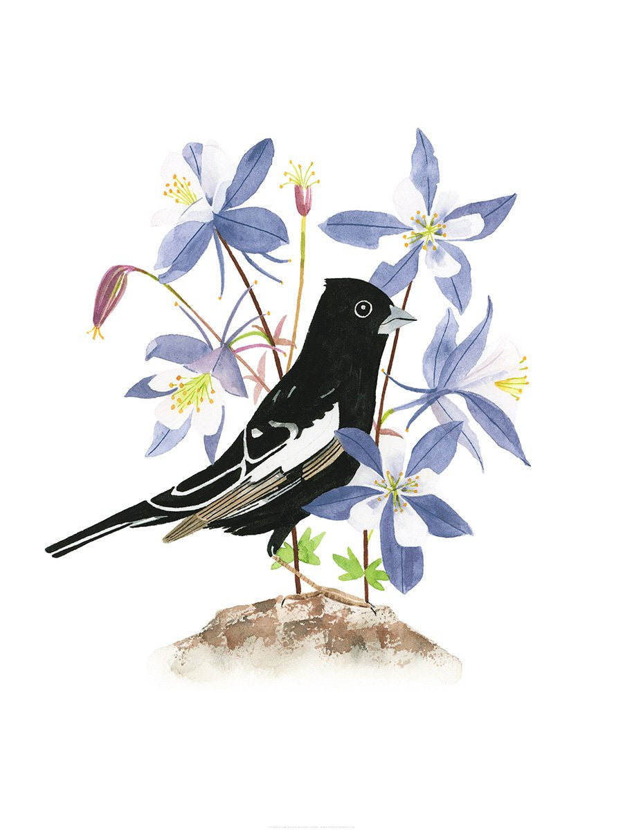 Lark Bunting