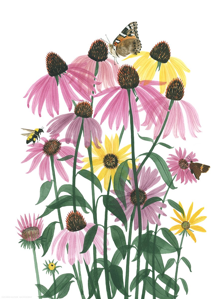 Coneflowers Print