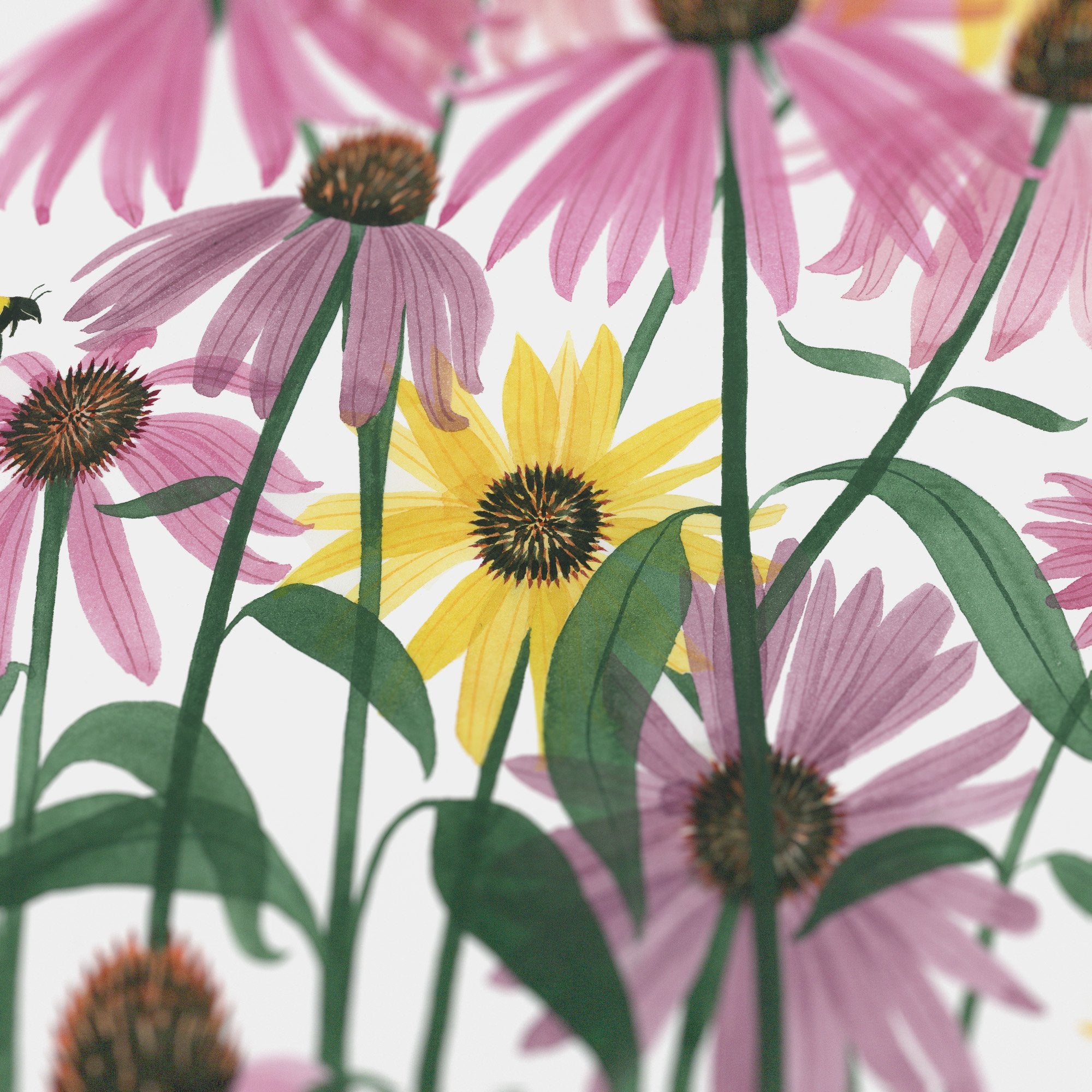 Coneflowers Print