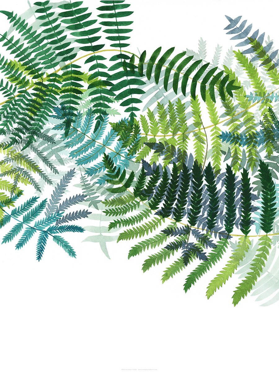 Ferns Print
