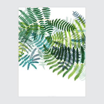 Ferns Print