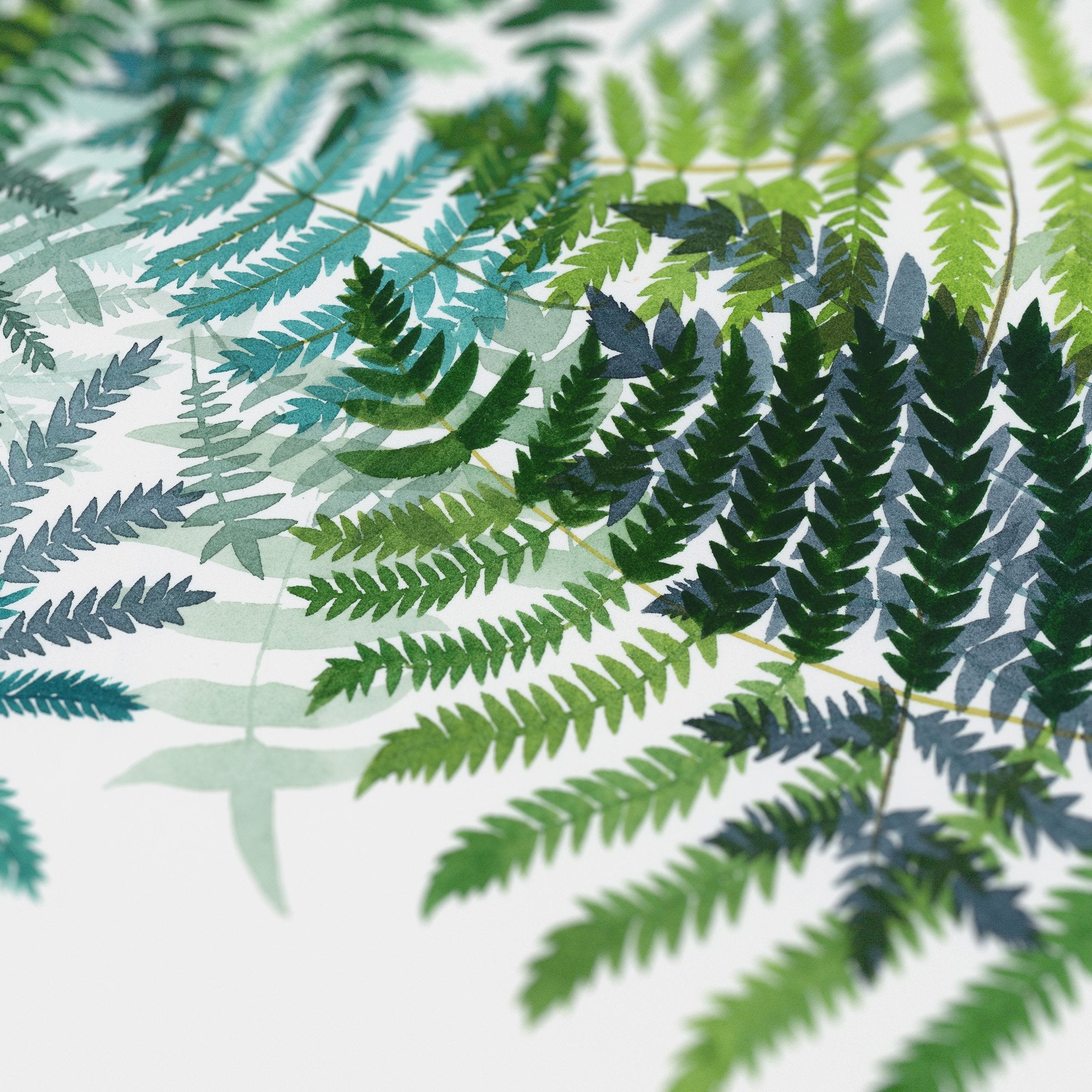 Ferns Print