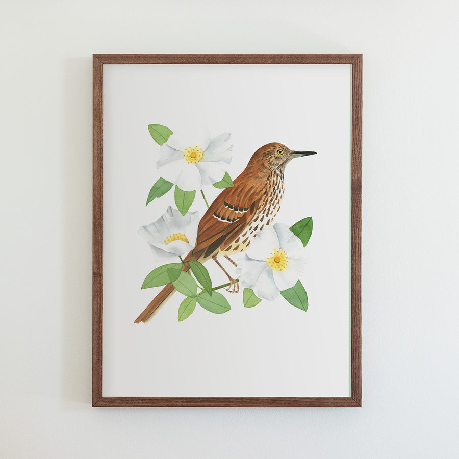 Georgia Brown Thrasher Print