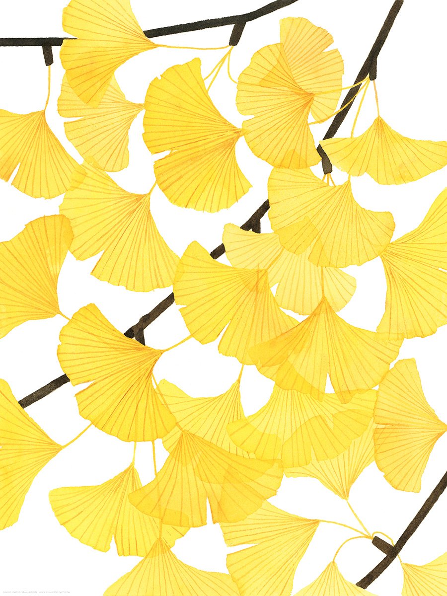 Ginkgo Leaves Print