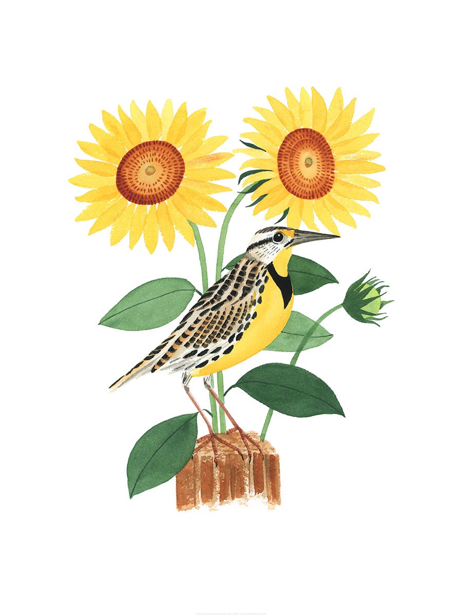 Kansas Western Meadowlark Print