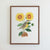 Kansas Western Meadowlark Print