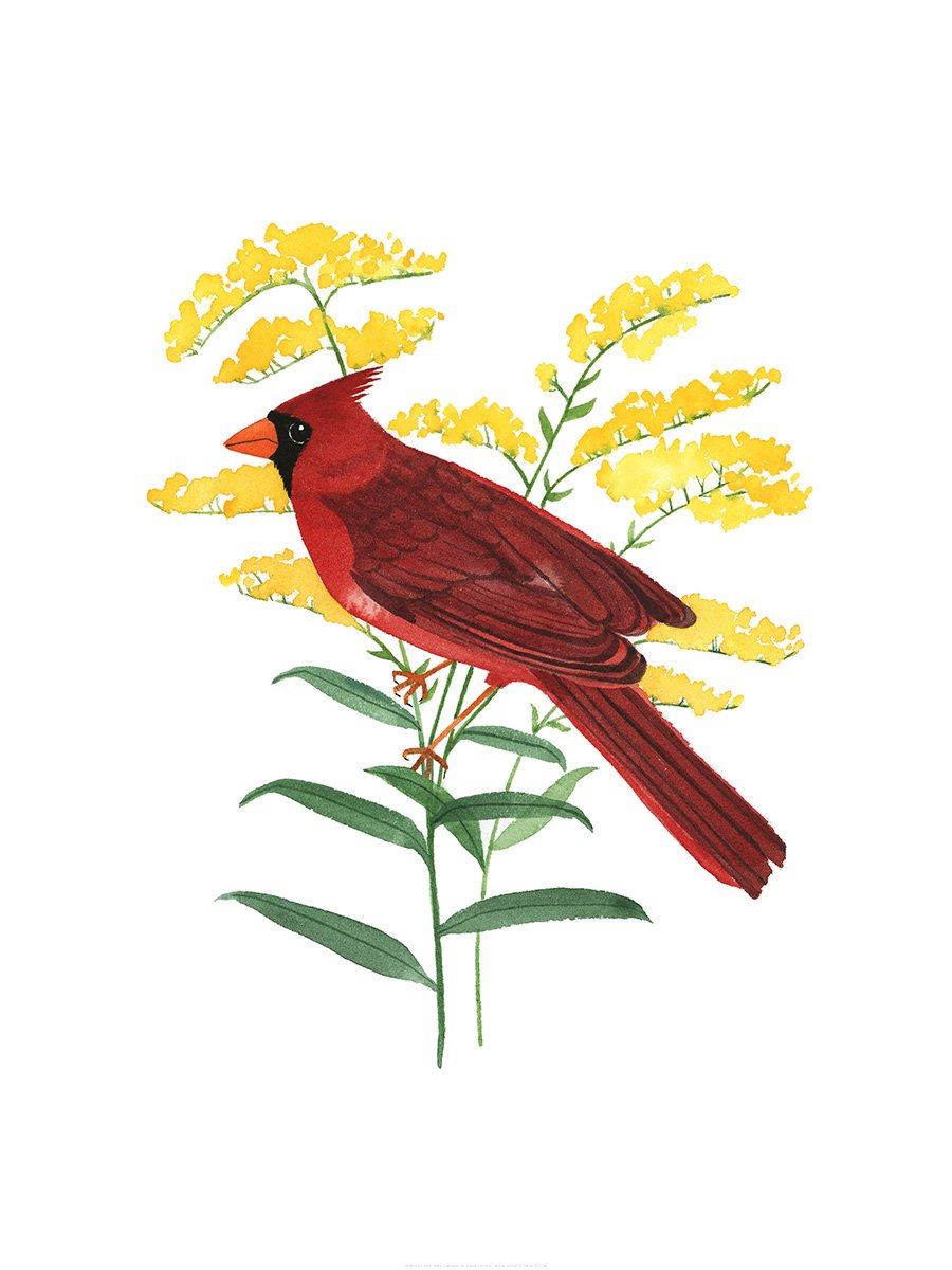 Kentucky Northern Cardinal Print
