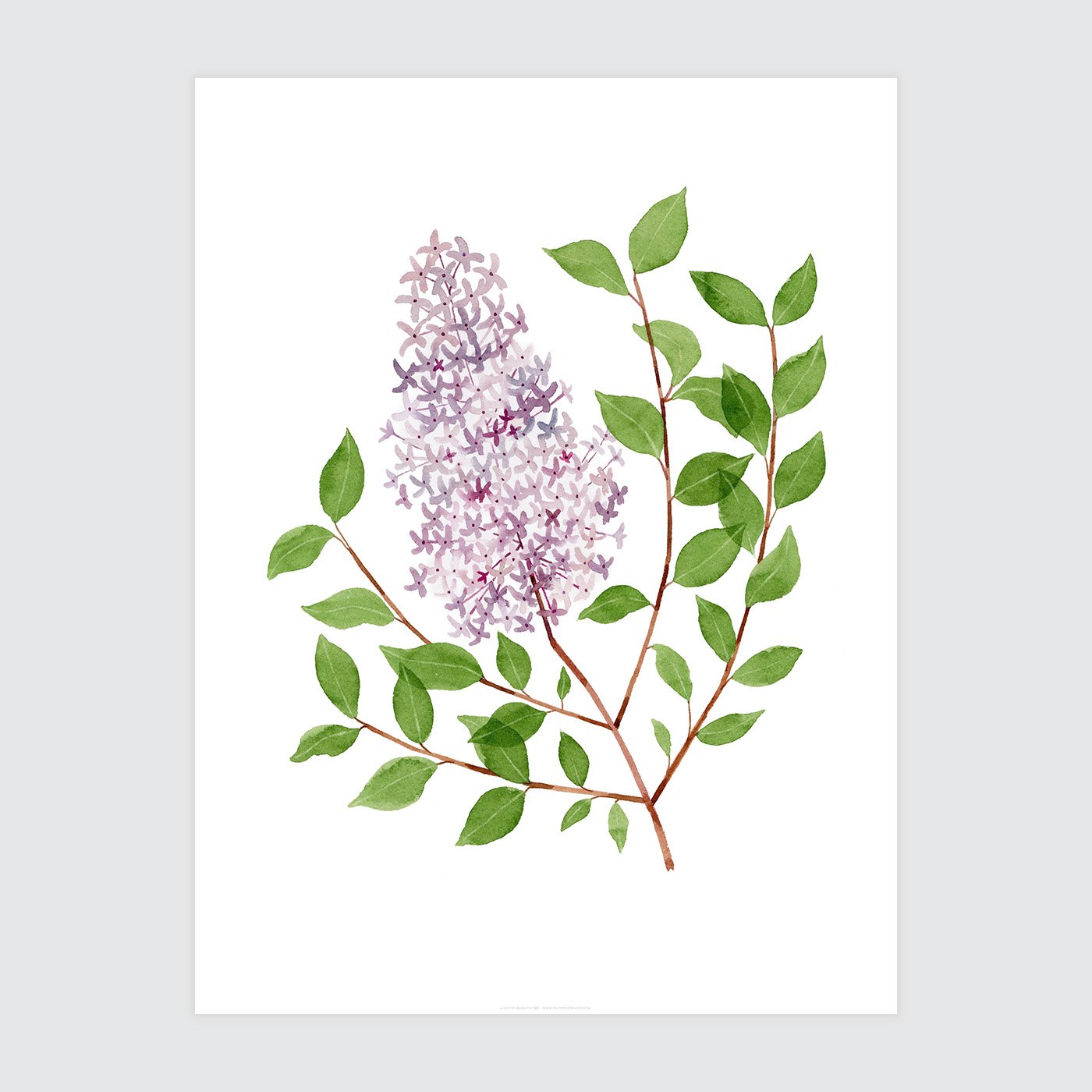 Lilacs Print