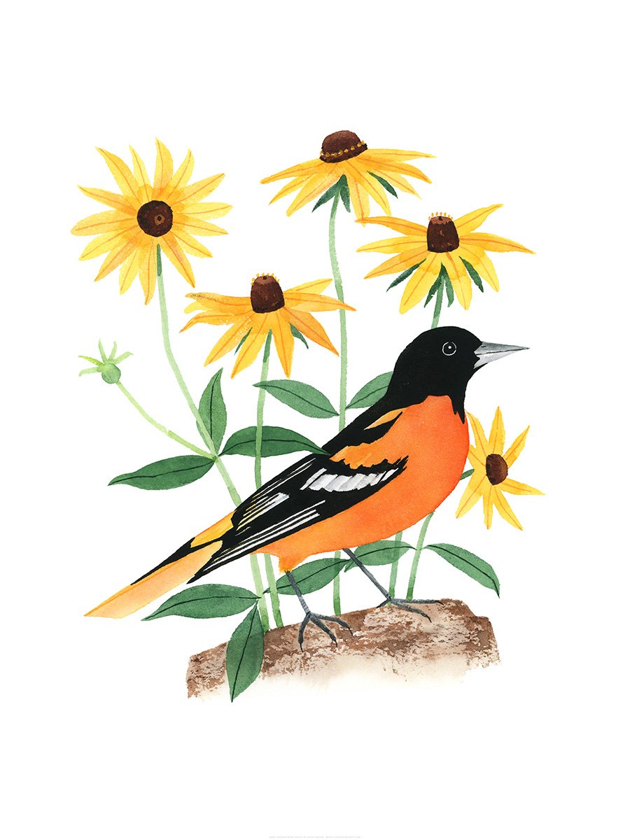 bad birds of baltimore - Clip Art Library