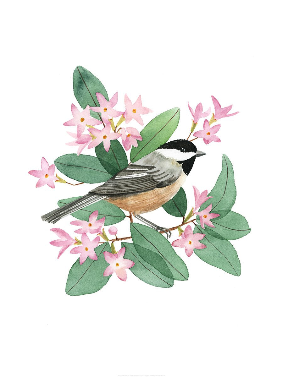 Massachusetts Black-Capped Chickadee Print