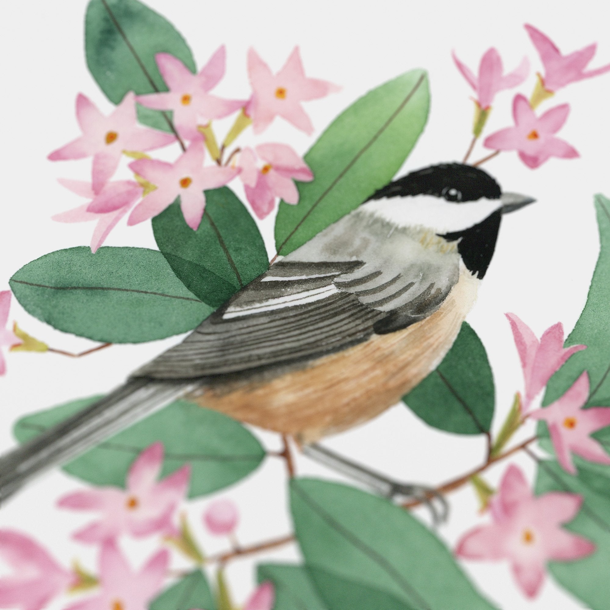 Massachusetts Black-Capped Chickadee Print