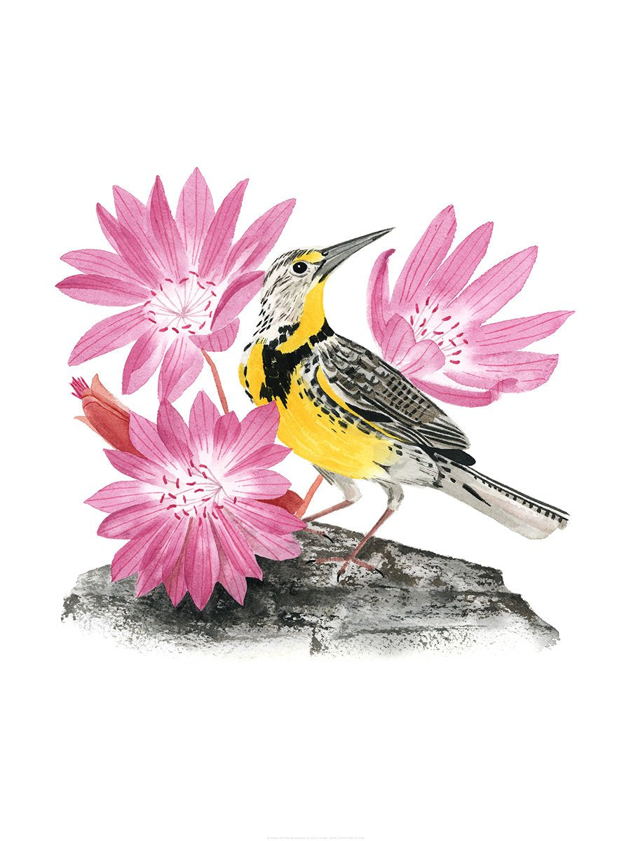 Montana Western Meadowlark Print