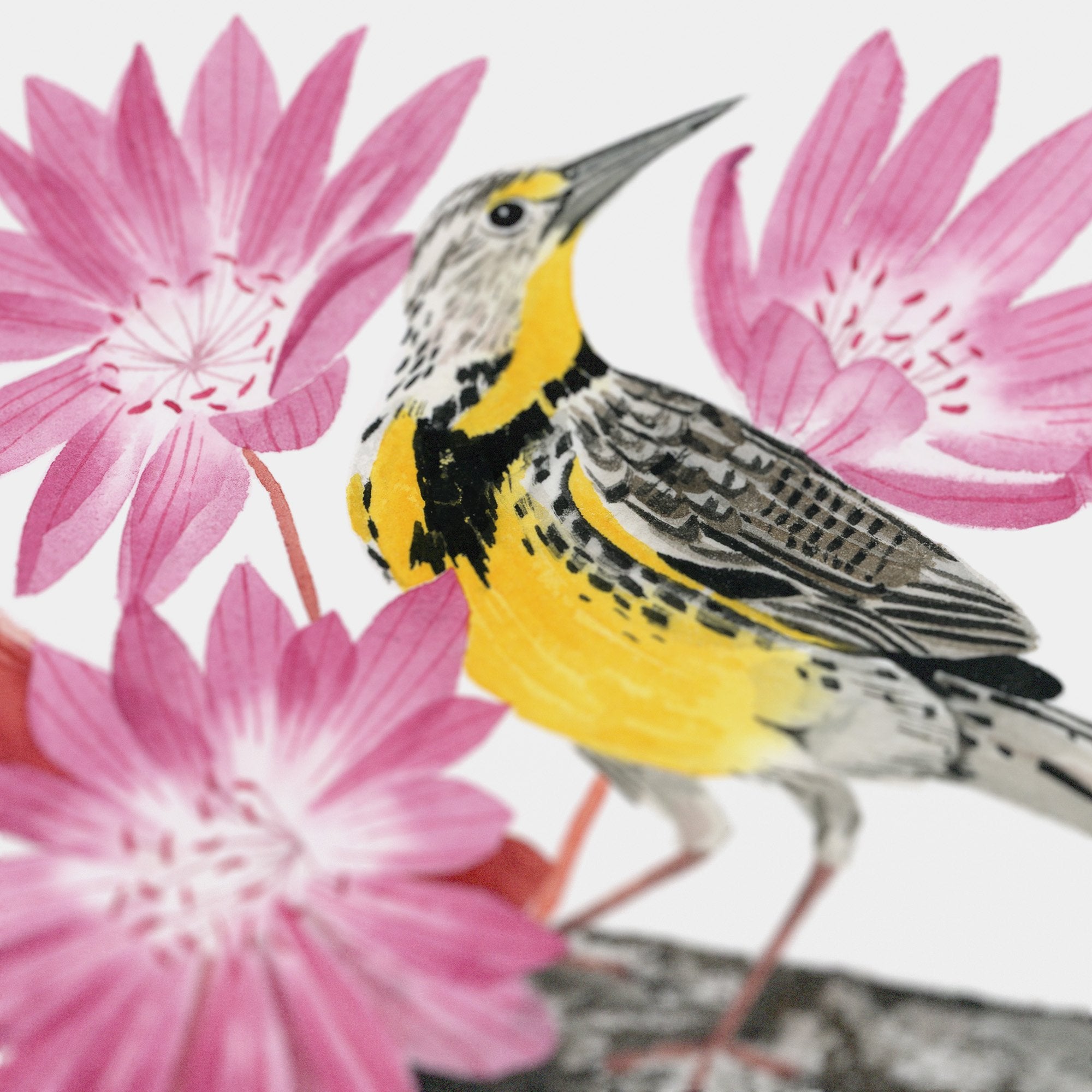 Montana Western Meadowlark Print
