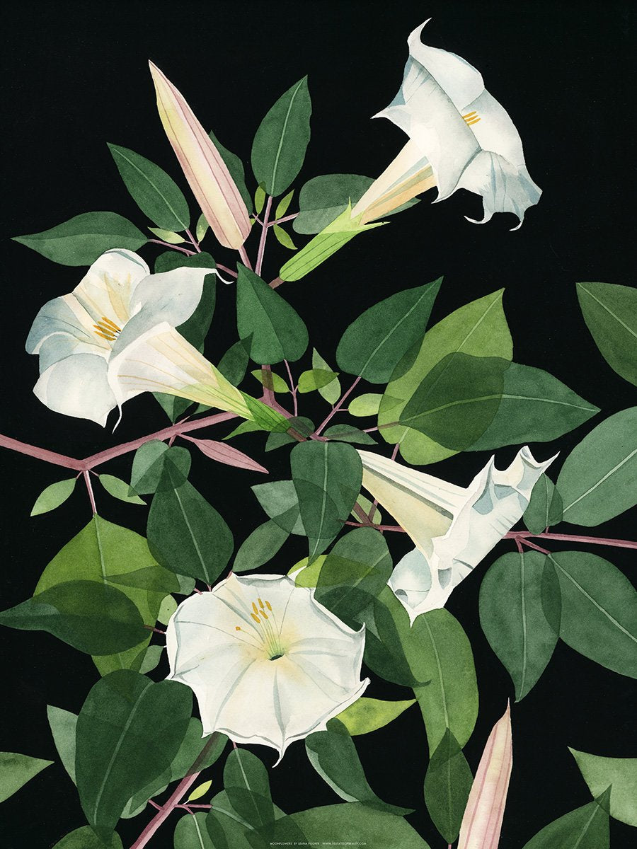 Moonflowers Print