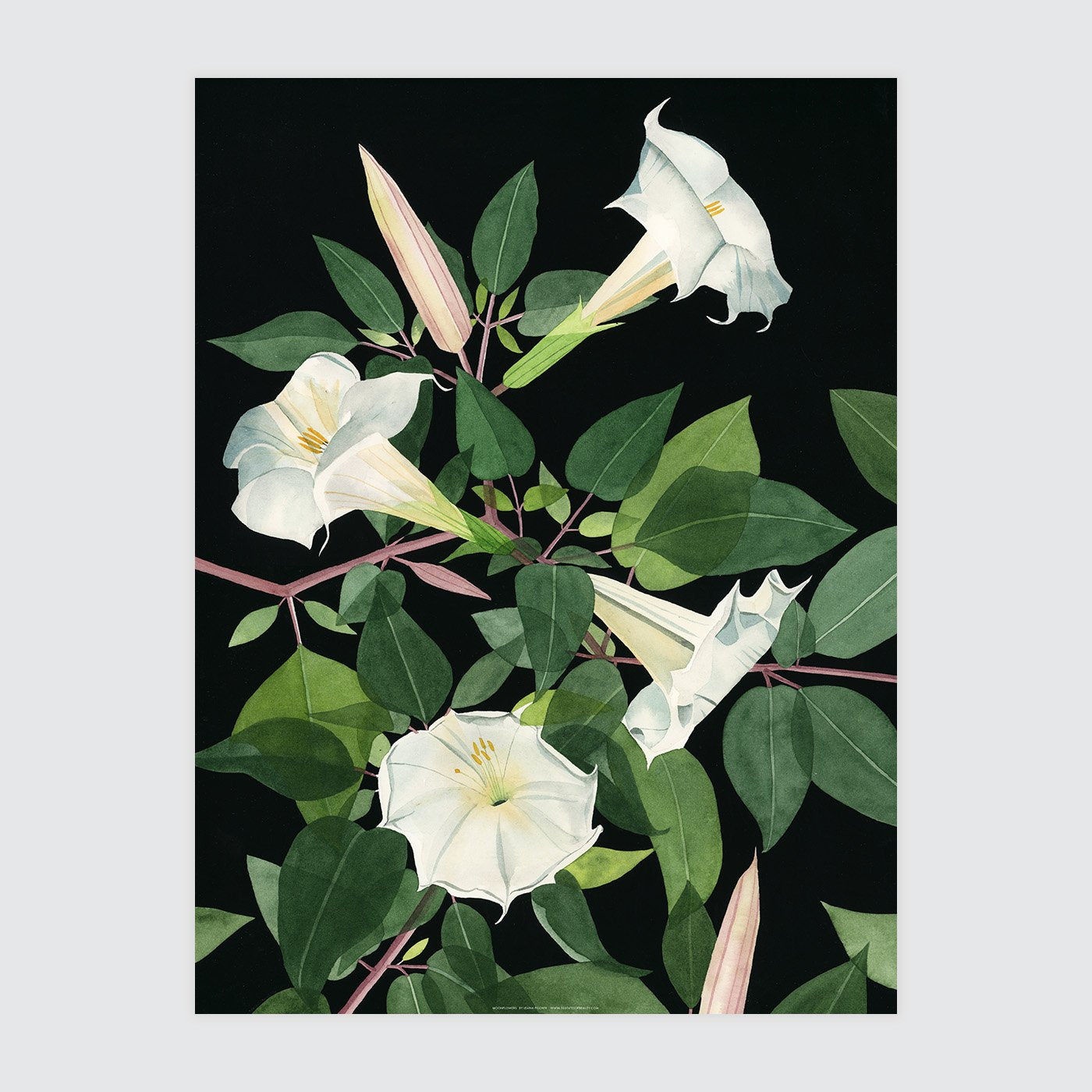 Moonflowers Print