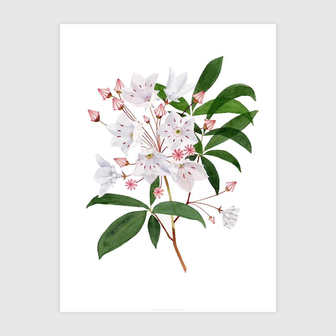 Mountain Laurel Print