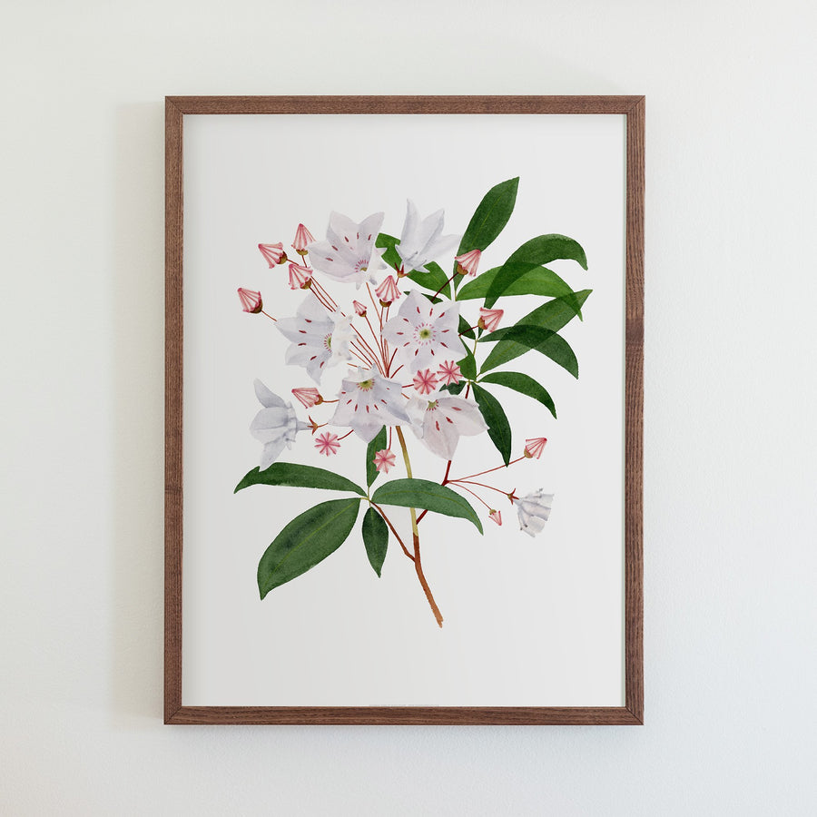 Mountain Laurel Print