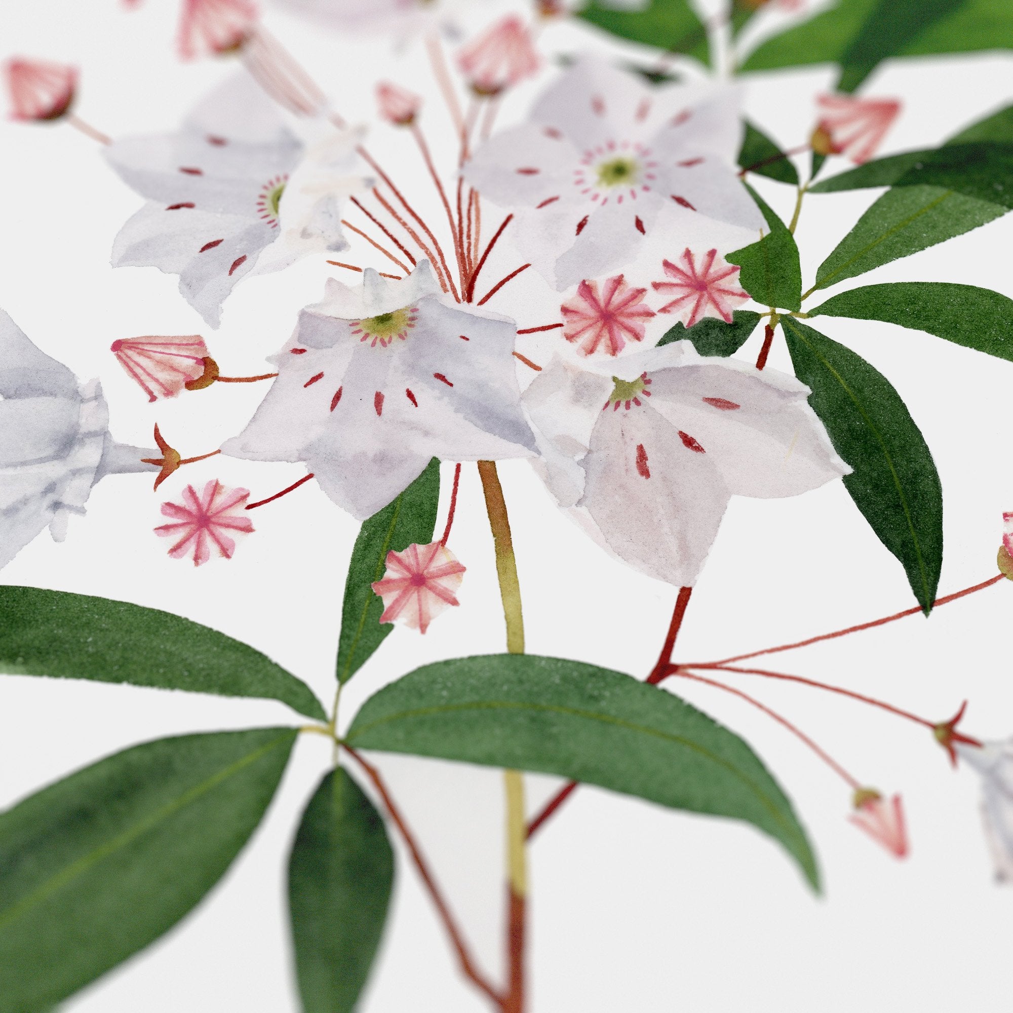 Mountain Laurel Print