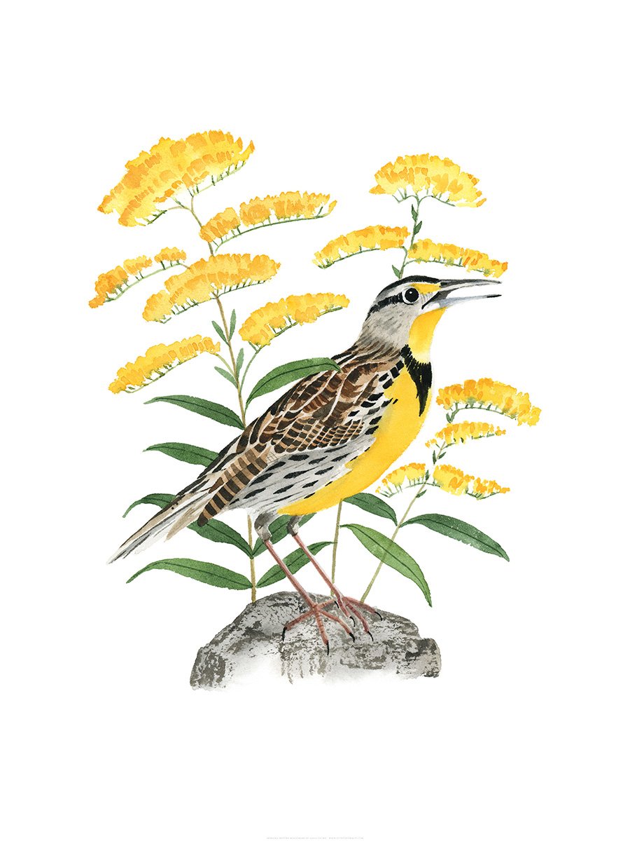 Nebraska Western Meadowlark Print