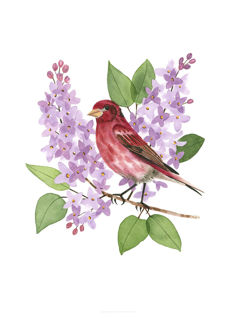 New Hampshire Purple Finch Print