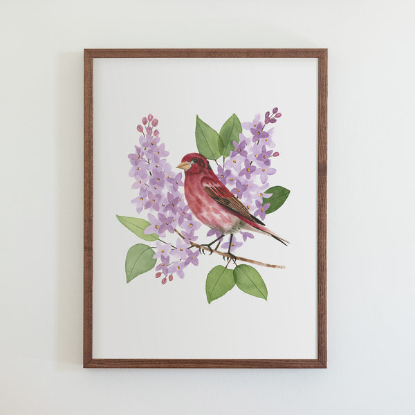 New Hampshire Purple Finch Print - 50 States of Beauty