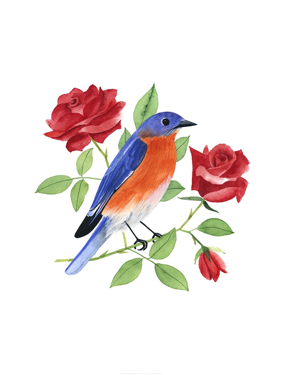 New York Eastern Bluebird Print