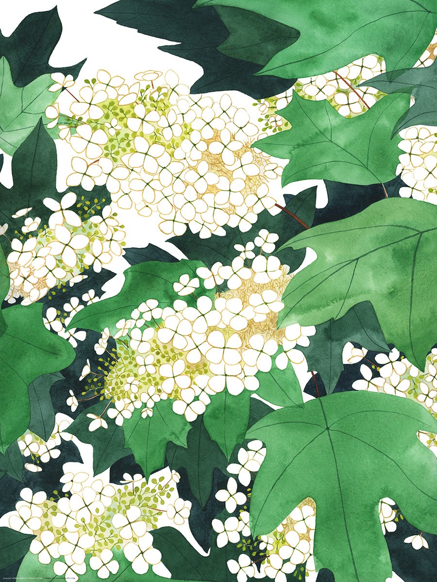 Oakleaf Hydrangeas Print