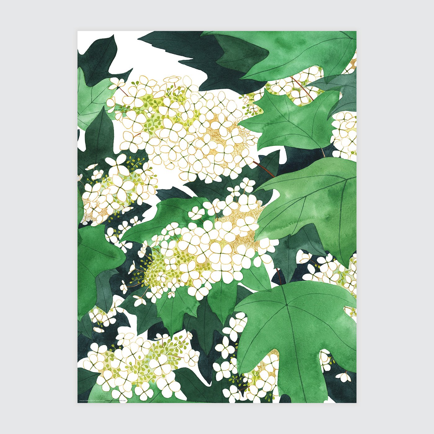 Oakleaf Hydrangeas Print