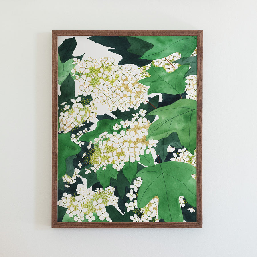 Oakleaf Hydrangeas Print