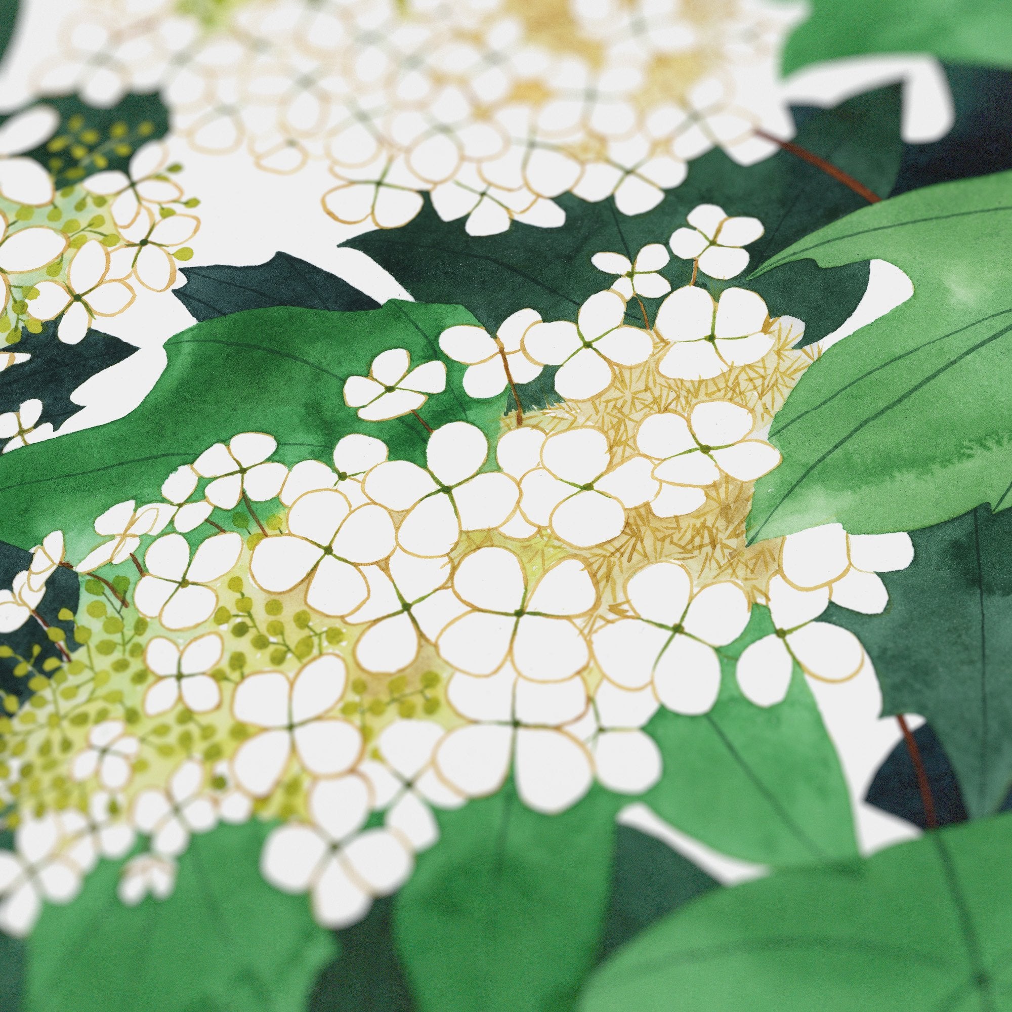 Oakleaf Hydrangeas Print - 50 States of Beauty