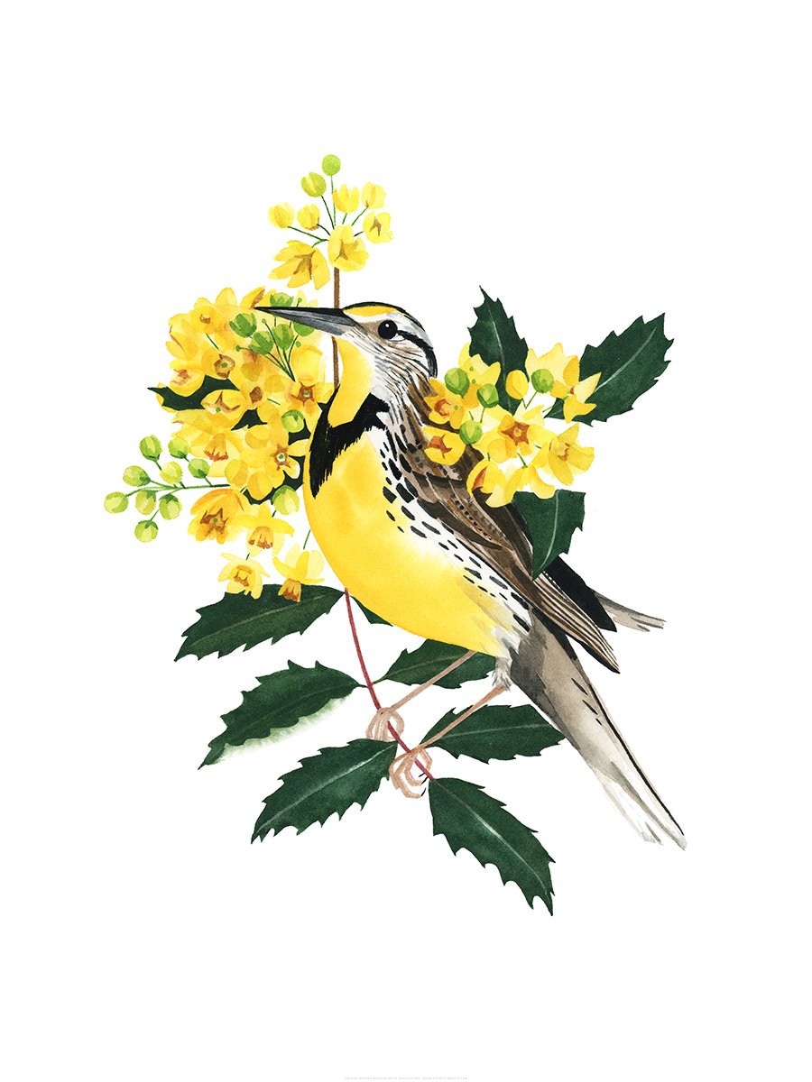 Oregon Western Meadowlark Print