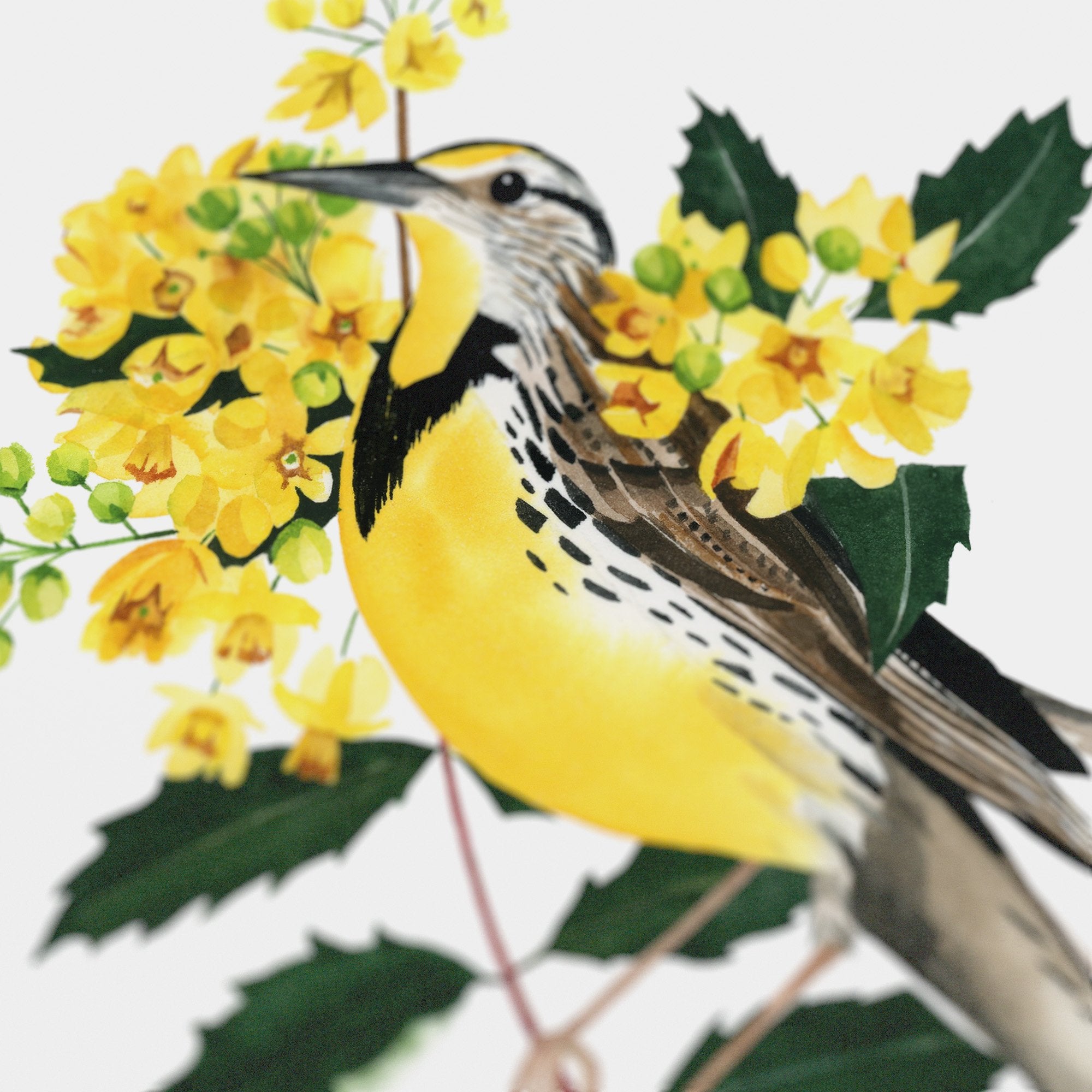 Oregon Western Meadowlark Print