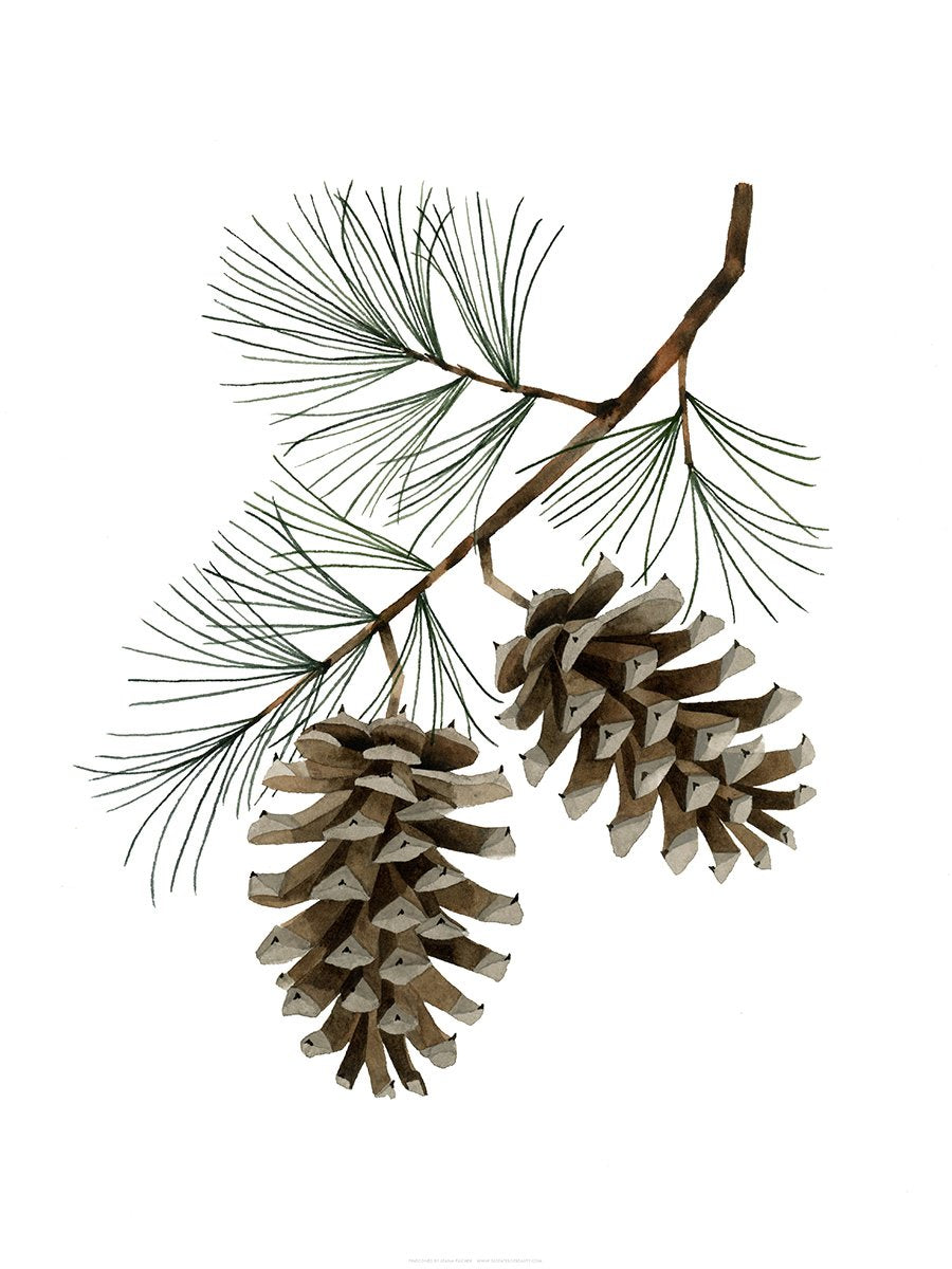 Pinecones Print
