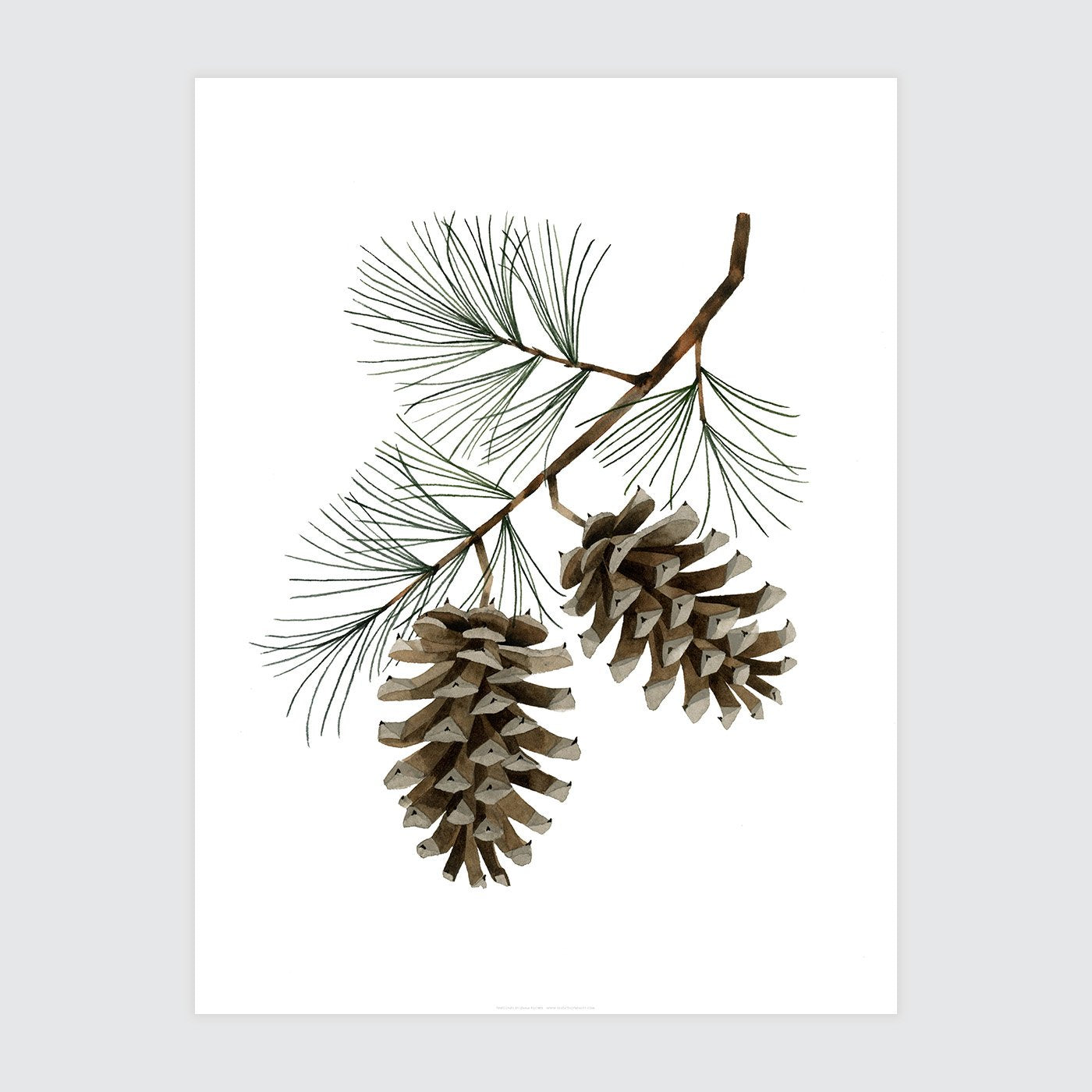 Pinecones Print