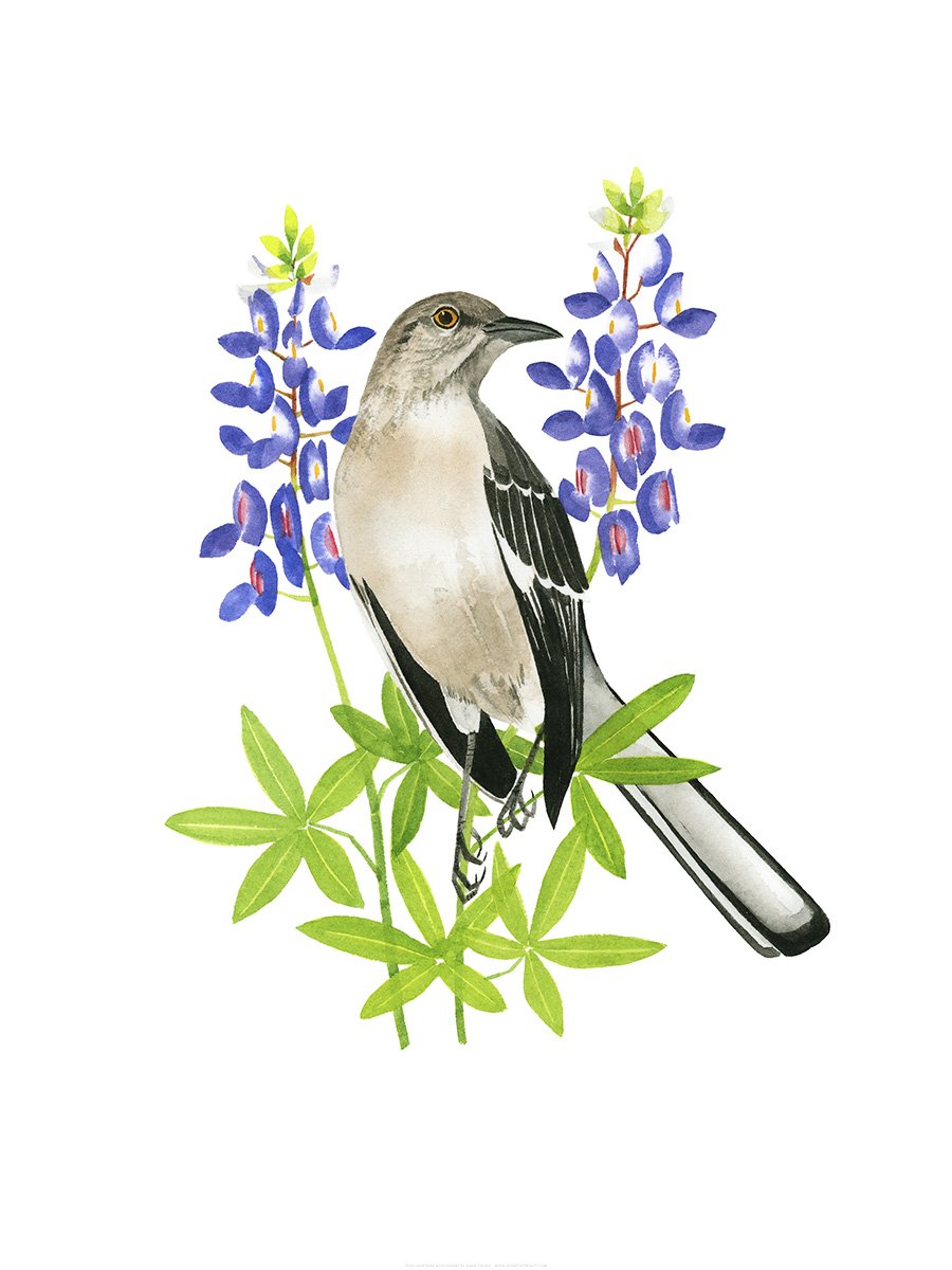 Texas Northern Mockingbird Print