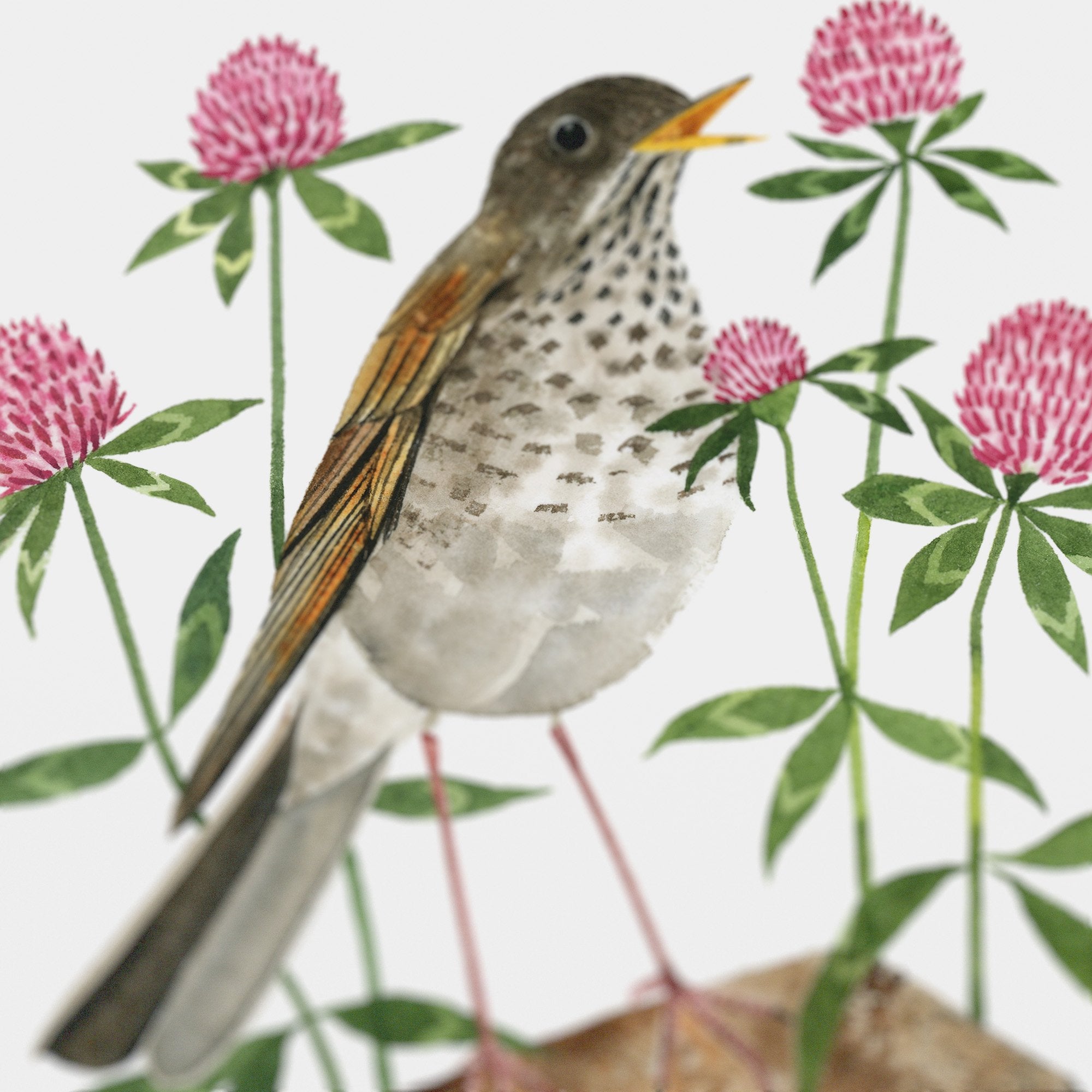 Vermont Hermit Thrush Print