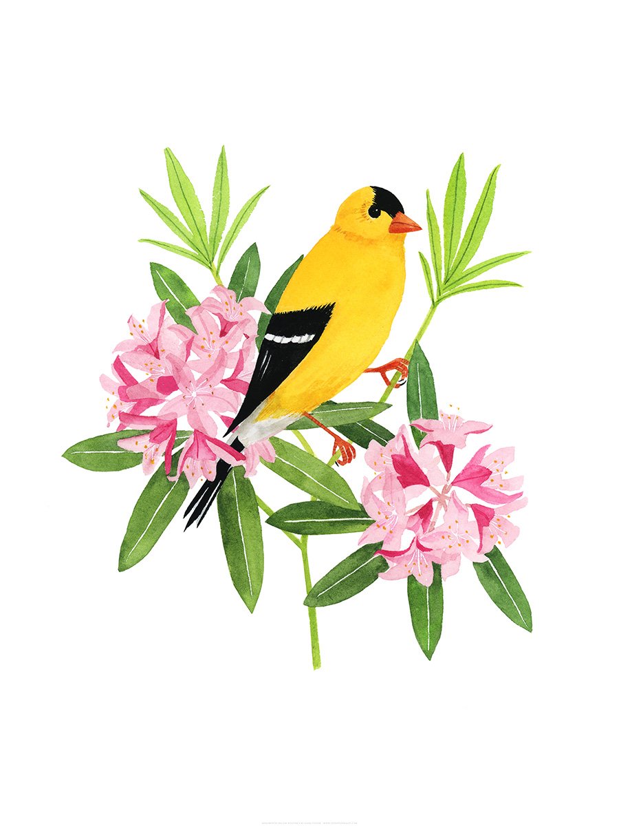 Washington Willow Goldfinch Print