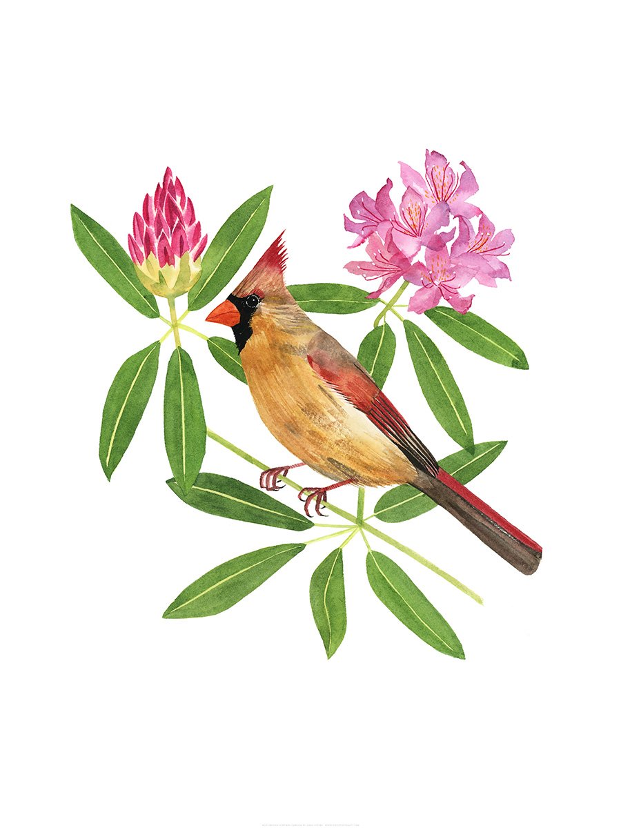 West Virginia Northern Cardinal Print